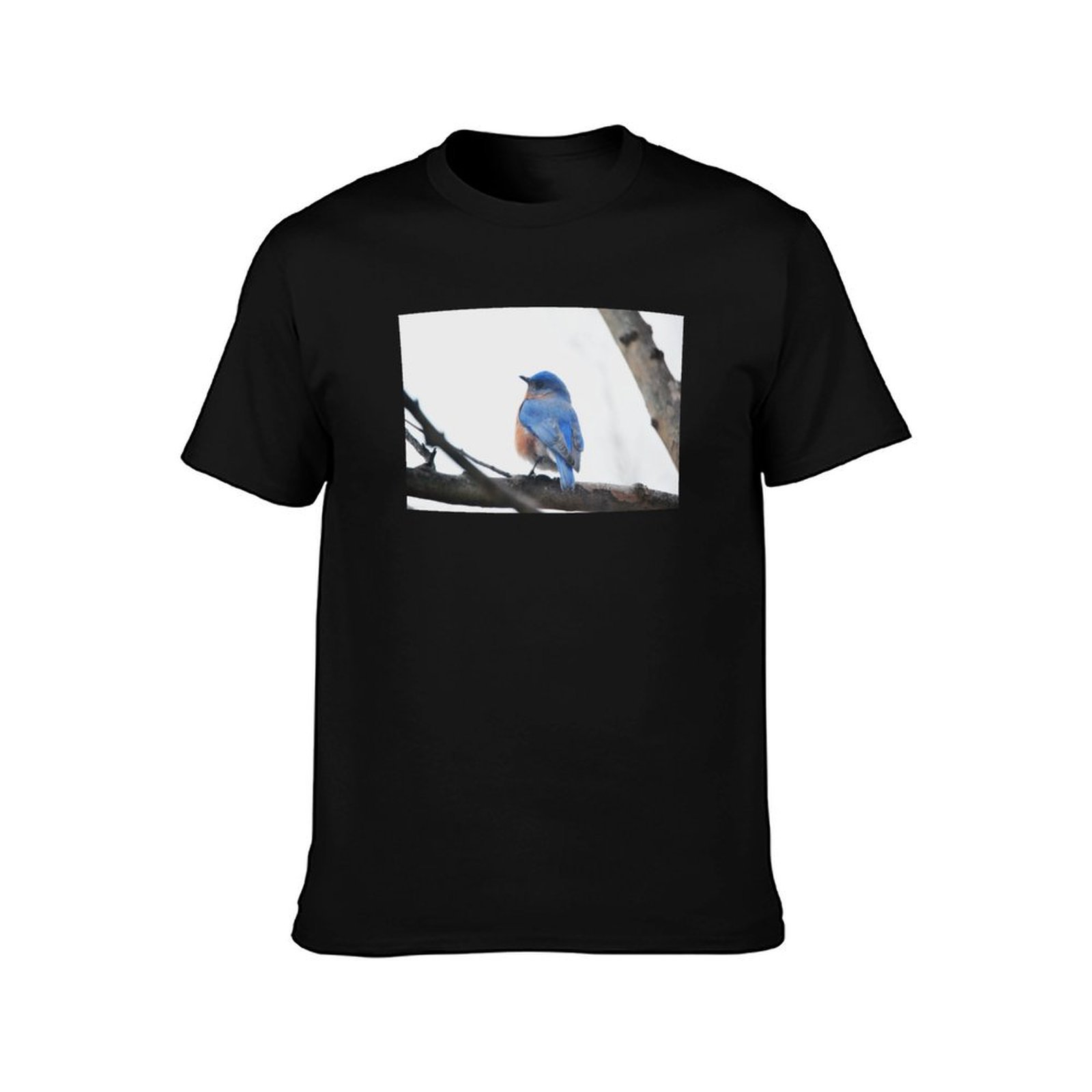 Male Eastern Bluebird Nature P - огляд і ціна Photography Training
